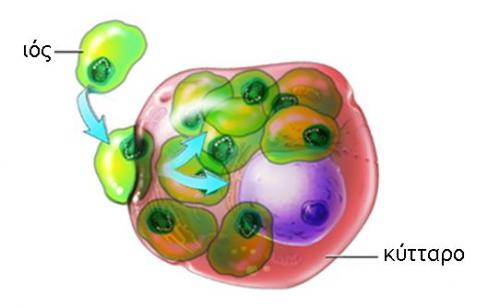 O ιός μολύνει τα CD4+ T κύτταρα του ανοσοποιητικού συστήματος